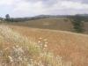 Photo of Lots/Land For sale in colmenar, malaga, Spain
