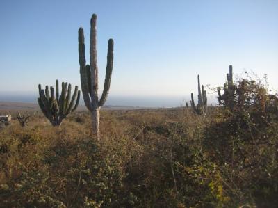 Lots/Land For sale in Cabo San Lucas, Baja California Sur, Mexico - Rolling Hills Estates
