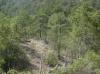 Photo of Lots/Land For sale in Copper Canyon, Chihuahua, Mexico - Km 628 CHEPE