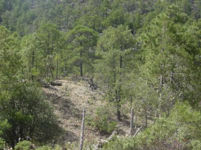 Lots/Land For sale in Copper Canyon, Chihuahua, Mexico - Km 628 CHEPE