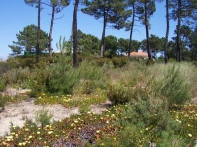 Lots/Land For sale in Sesimbra, Setubal, Portugal - Carrasqueira  