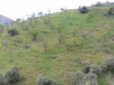 Farm/Ranch For sale in malaga, malaga, Spain