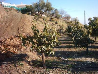 Farm/Ranch For sale in almachar, malaga, Spain