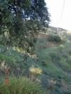 Photo of Farm/Ranch For sale in casabermeja, malaga, Spain