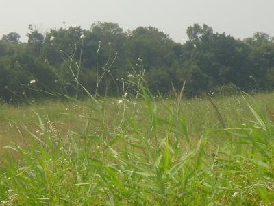 Lots/Land For sale in Ordoreanu, Ilfov, Romania - Ordoreanu Forest Area