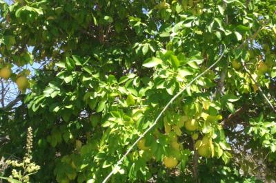 Farm/Ranch For sale in TODOS SANTOS, BAJA CALIFORNIA SUR, Mexico