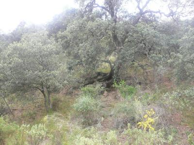 Farm/Ranch For sale in malaga, malaga, Spain
