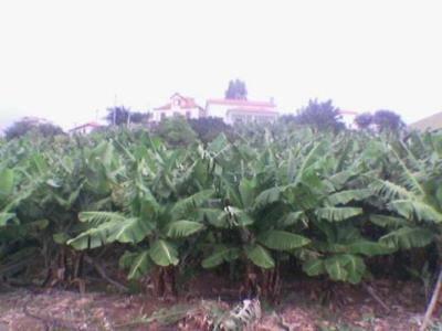 Lots/Land For sale in Calheta, Madeira, Portugal - Calheta