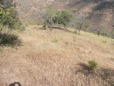 Farm/Ranch For sale in malaga, malaga, Spain