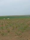 Photo of Farm/Ranch For sale in Constanta, Constanta, Romania - DN2A, Km 18