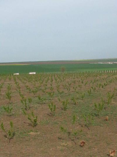 Farm/Ranch For sale in Constanta, Constanta, Romania - DN2A, Km 18